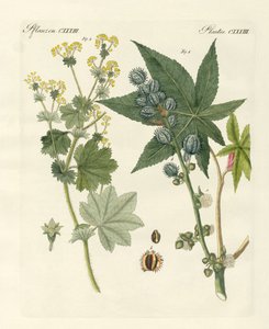 Medische planten