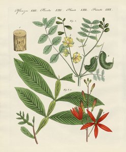 Medische planten