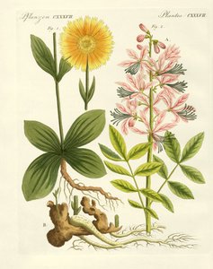 Medicinale planten door German School