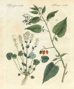 Medicinale planten