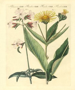 Medicinale planten door German School