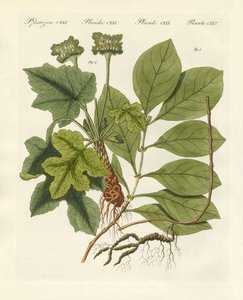 Medicinale planten door German School