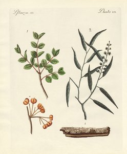 Medicinale planten door German School