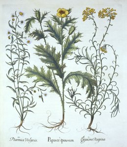 Mexicaanse Papaver, Strandstro, en Sneezeweed, uit Hortus Eystettensis, door Basil Besler, gepubliceerd 1613