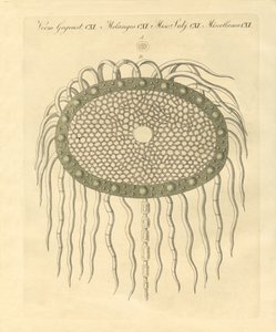 Microscopisch beeld van het gat van de veerloze distelpulp