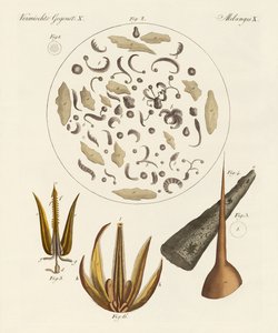 Microscopische objecten