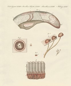 Microscopische studie van de koeientong door German School