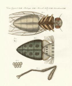 Microscopisch zicht op de huisvlieg