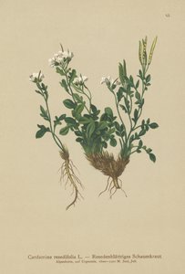 Resedabladige Bitterkers