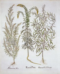 Reseda, Alsem en Dragon, uit Hortus Eystettensis, door Basil Besler, 1613