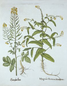 Mitre Cress en Witte Mosterd, uit Hortus Eystettensis, door Basil Besler, gepubliceerd 1613 door German School