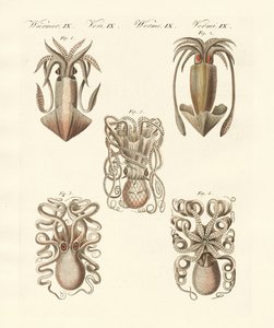 Weekdieren of zachte wormen
