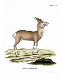 Mongoolse gazelle door German School