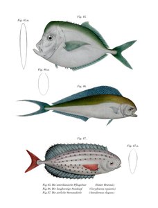 Maanvis