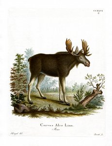Eland