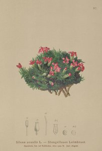 Moss Campion