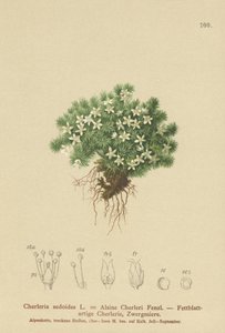 Mossy Cyphel