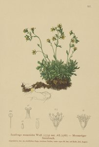 Mossteenbreek