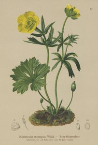 Berg Boterbloem