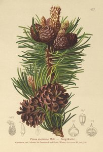 Bergden (Pinus montana, Pinus mugo)