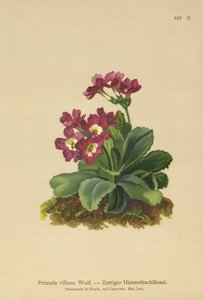 Berg Sleutelbloem (Primula villosa) door German School