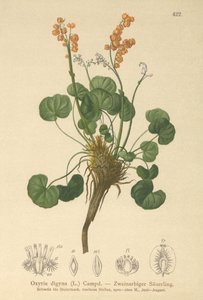 Bergzuring (Oxyria digyna)