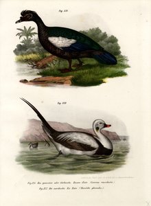 Muskuseend, 1864