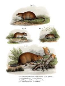 Muskusrat, 1860