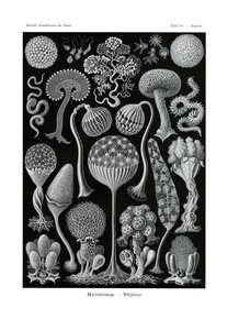 Mycetozoa door German School