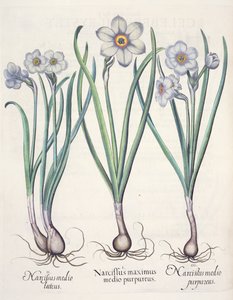 Narcissen: 1.Narcissus maximus medio purpureus; 2.Narcissus medio luteus; 3.Narcissus medio purpureus, uit de Hortus Eystettensis door Basil Besler (1561-1629), uitgegeven 1613
