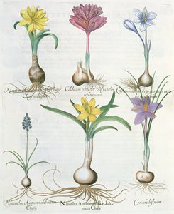 Narcissen, krokussen en hyacint: 1.Narcissus autumnalis; 2.Hyacinthus autumnalis; 3.Crocum biflorum; 4.Colchium album; 5.Colchium versicolor; 6.Narcissus autumnalis, uit de Hortus Eystettensis door Basil Besler door German School