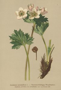 Narcis-bloeiende Anemoon (Anemone narcissiflora)