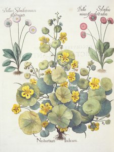 Oost-Indische kers en madeliefjes: 1.Nasturtium Indicum; 2.Bellis Sylvestris minor flore plens rubro; 3.Bellis Sylvestris minor flore mixta, uit de Hortus Eystettensis door Basil Besler (1561-1629), uitgegeven 1613