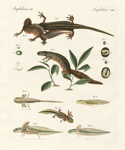 Natuurlijke geschiedenis van de zeesalamander