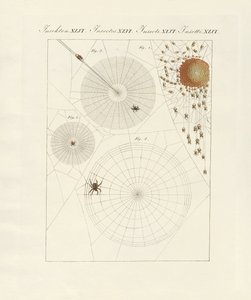 Natuurlijke geschiedenis van de spin door German School