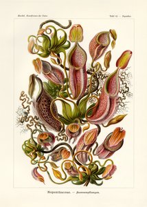 Nepenthaceae