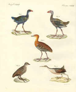 Nieuwe vogels door German School