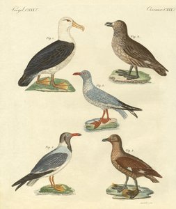 Nieuwe vogels
