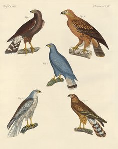 Nieuw bekende roofvogels