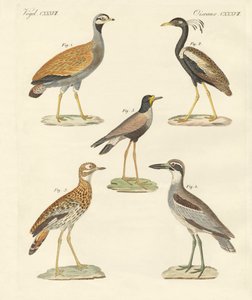 Nieuwe loopvogels
