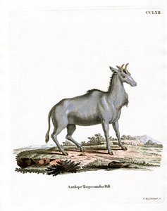 Nilgai door German School