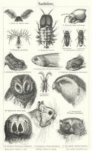 Nachtelijke dieren (gravure) door German School