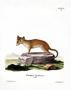 Noord-Amerikaanse opossum