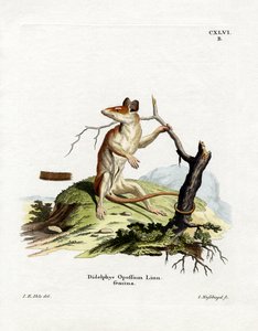 Noord-Amerikaanse Opossum