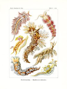 Nudibranchia