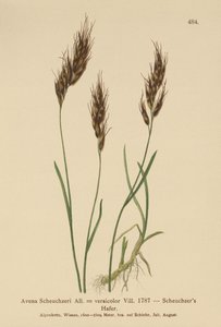 Havergras