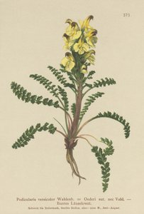 Oeders Ratelaar (Pedicularis versicolor, Pedicularis Oederi) door German School