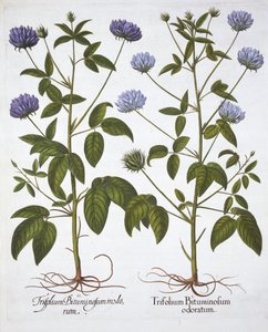 Eenbloemige Klavers, uit Hortus Eystettensis, door Basil Besler, 1613 door German School