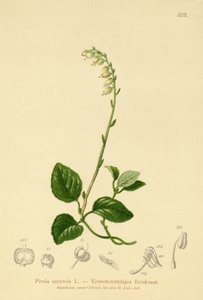 Eenzijdige Wintergroen