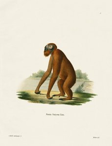 Orang-Oetang